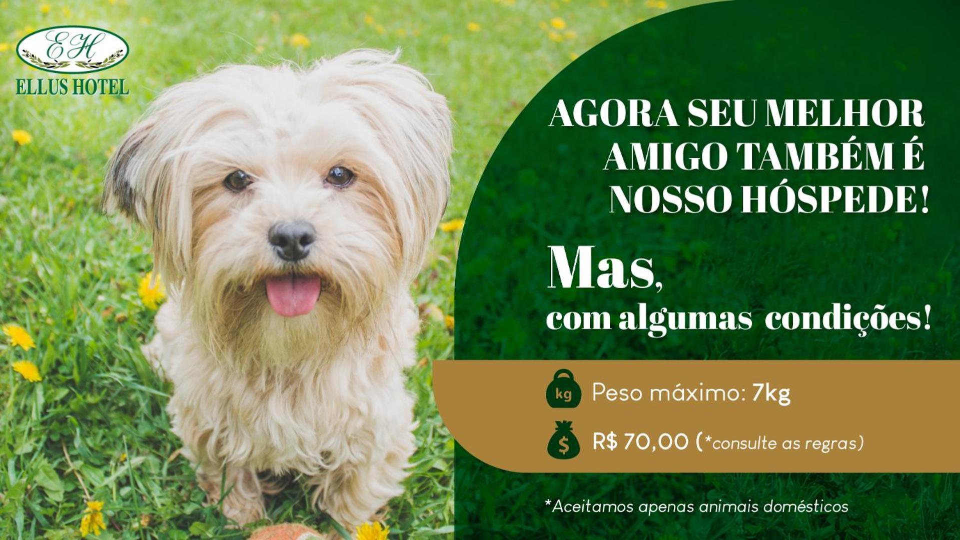 Ellus